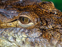 Crocodile in the wild on the island of Sri Lanka