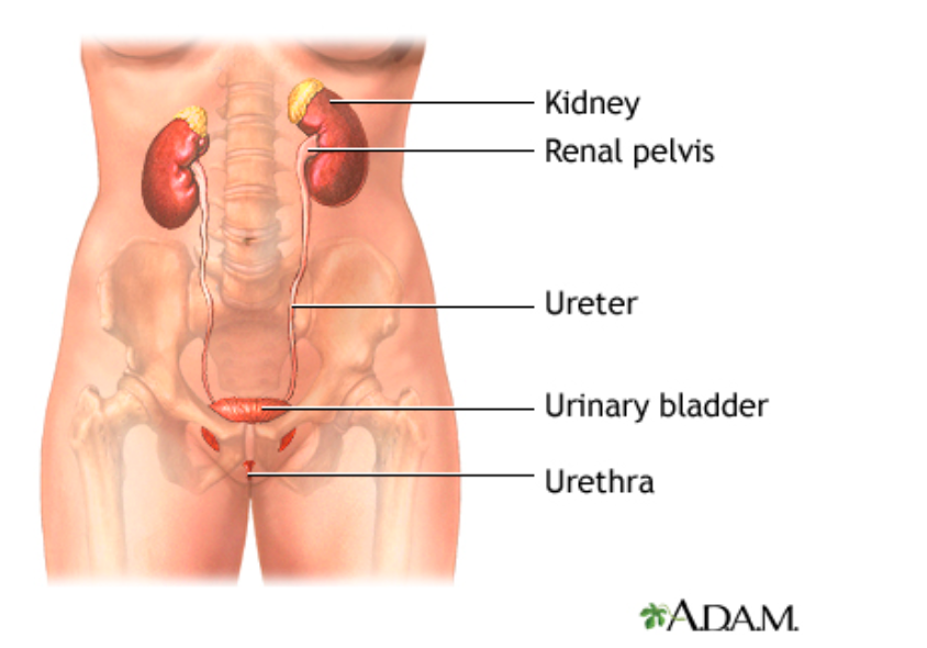 anatomy of lower body