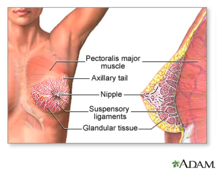 Anatomy of a breast