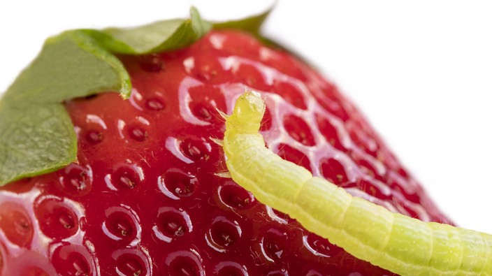 Maggots might be in your strawberries