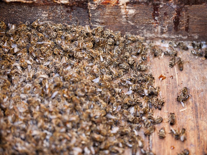  Thousands of dead honey bees â€“ poisoned by pesticides and GMOs