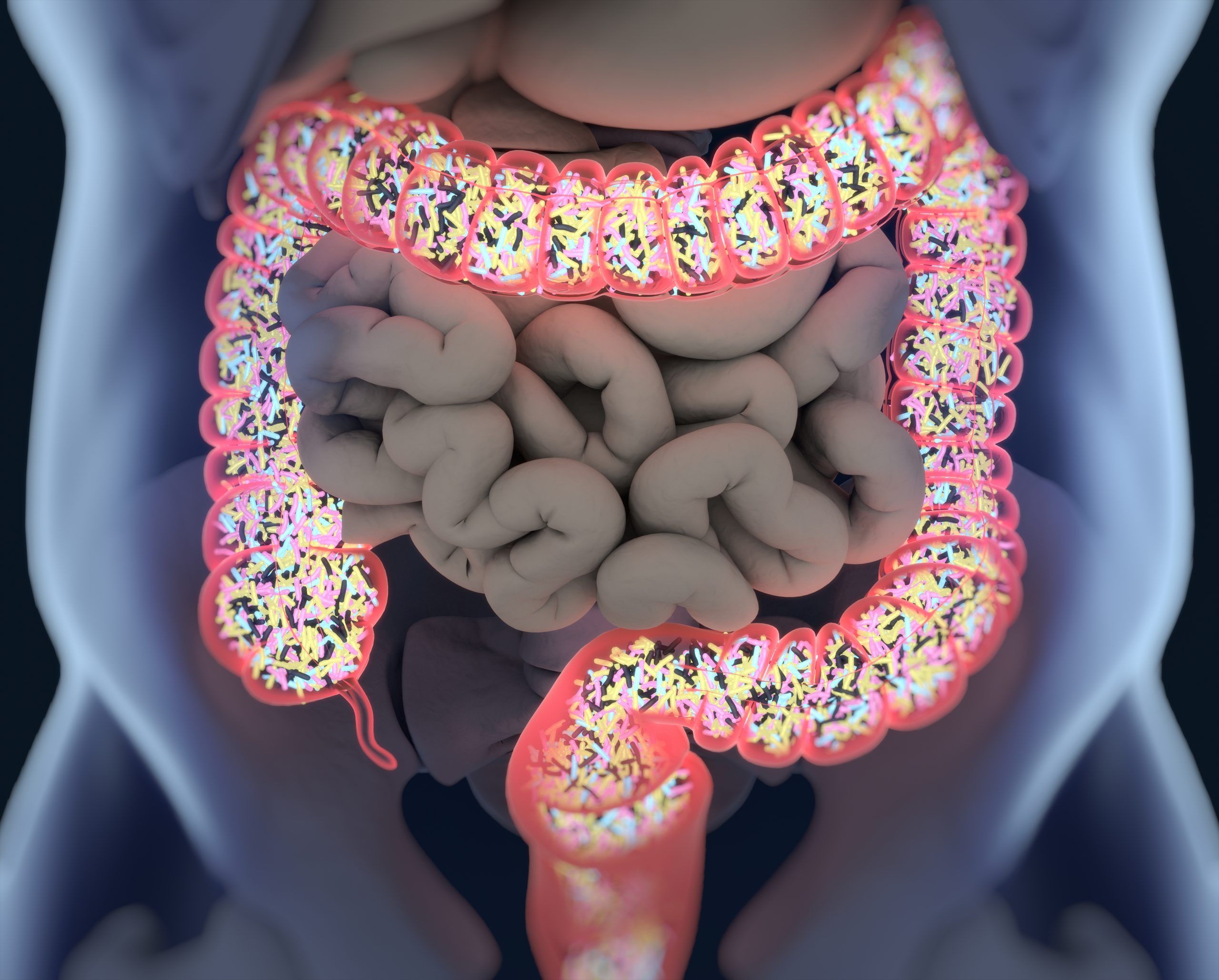 The gut microbiome is the community of micro-organisms living inside the gastrointestinal tract, which performs many beneficial functions, including educating the immune system.