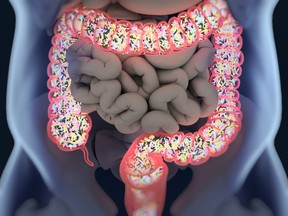 The gut microbiome is the community of micro-organisms living inside the gastrointestinal tract, which performs many beneficial functions, including educating the immune system.
