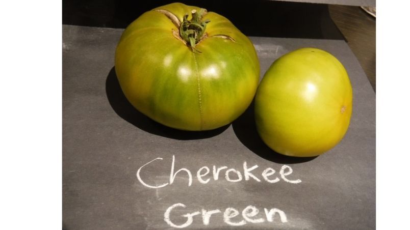 Cherokee Green Tomatoes. Photo courtesy of Harrowsmith magazine