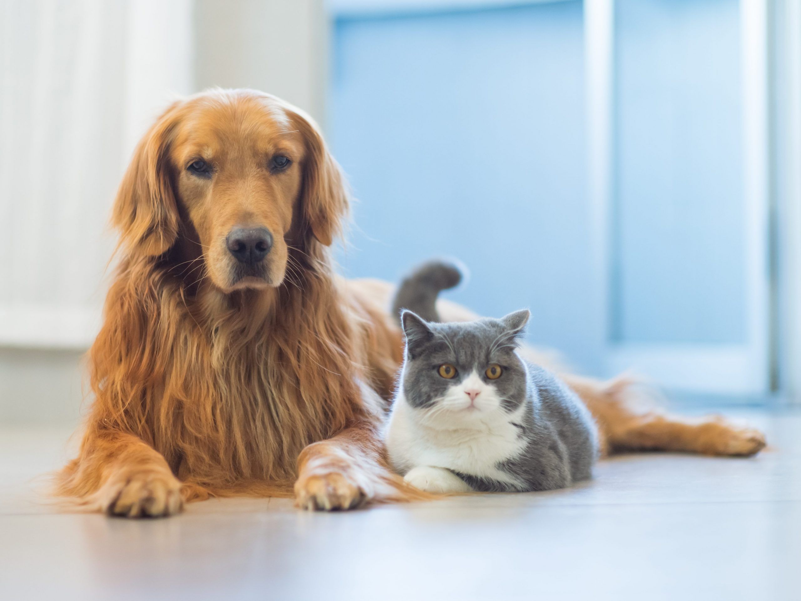 golden retriever dogs and cats get along amicably