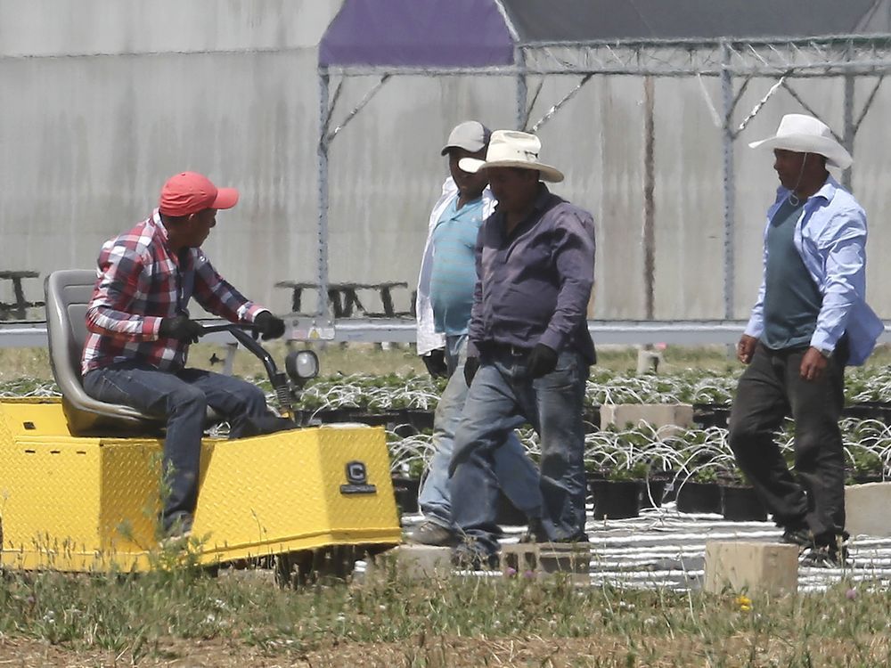 Migrant workers are shown at a greenhouse operation in Kingsville on June 25, 2020.
