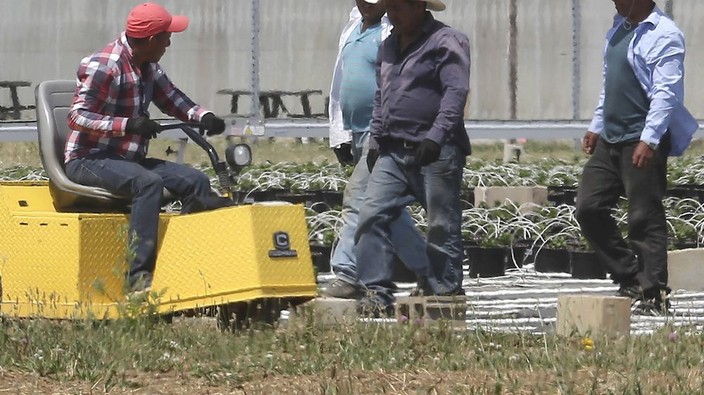 Farm minister says undocumented workers won't be targeted