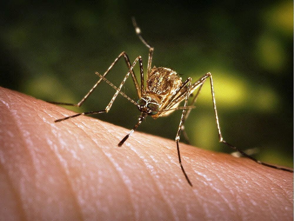 eastern ontario reports summer's first human case of west nile virus.