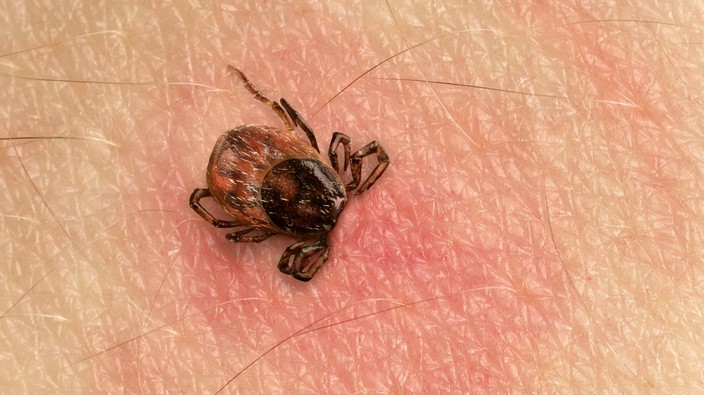 Lyme Disease is having a moment