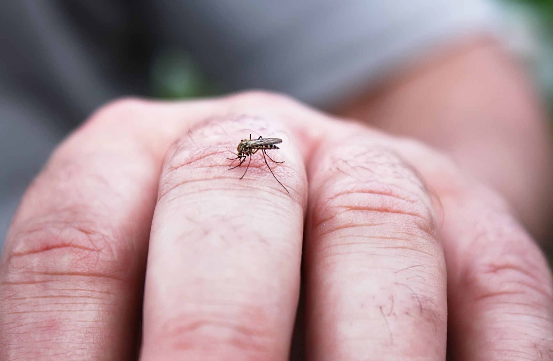 West Nile virus can spread to humans via mosquitos.