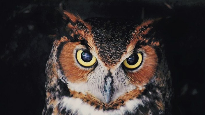 Why some people are night owls