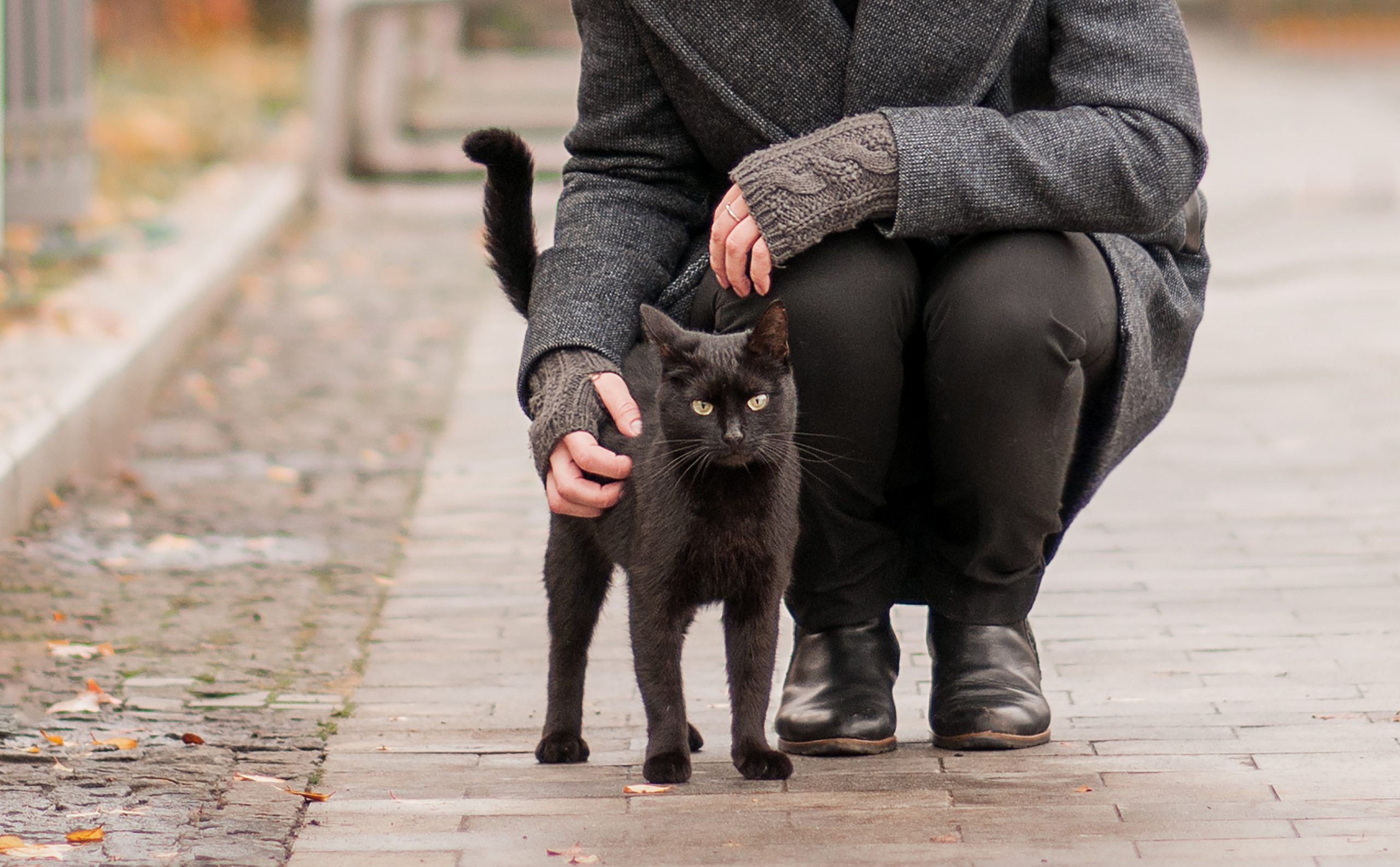 Finally it s confirmed. Cats do indeed smile Healthing.ca