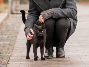 girl stroking a black cat on the street