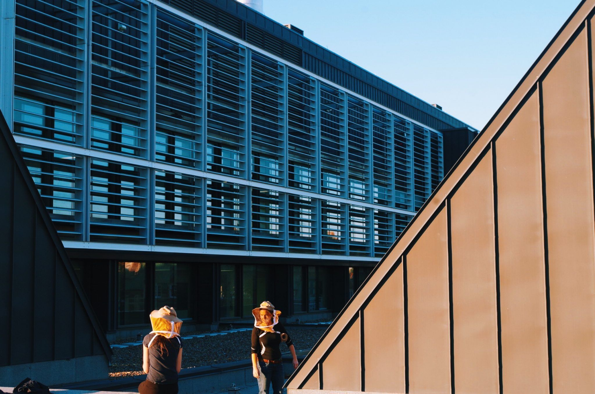  concordia university’s city farm school rooftop apiary.