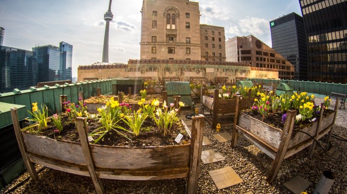 The changing face of city farming