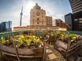 The rooftop garden at the Fairmont Royal York Hotel in Toronto.