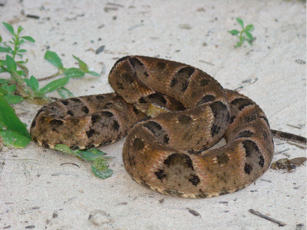 Brazilian pit vipers can locate prey in total darkness and their venom is highly poisonous. Scientists "knew that banana plantation workers who were bitten by the snake quickly collapsed from a drop in blood pressure," Joe Schwarcz writes.