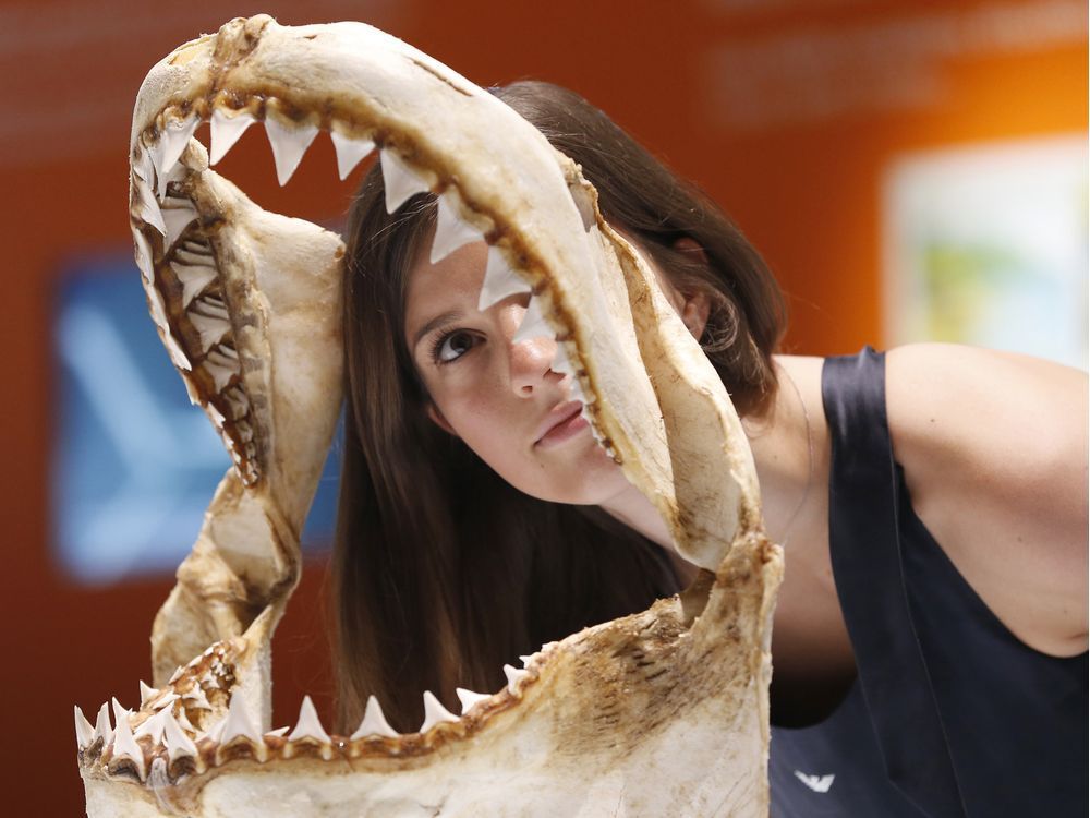 A visitor takes in an exhibit about sharks at the Oceanographic Museum of Monaco in 2013.