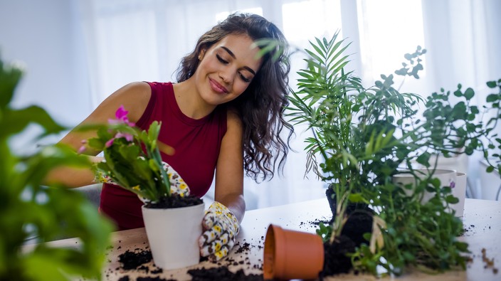 Looking to make the pandemic bearable? Get a plant