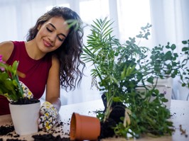 House plants and mental health