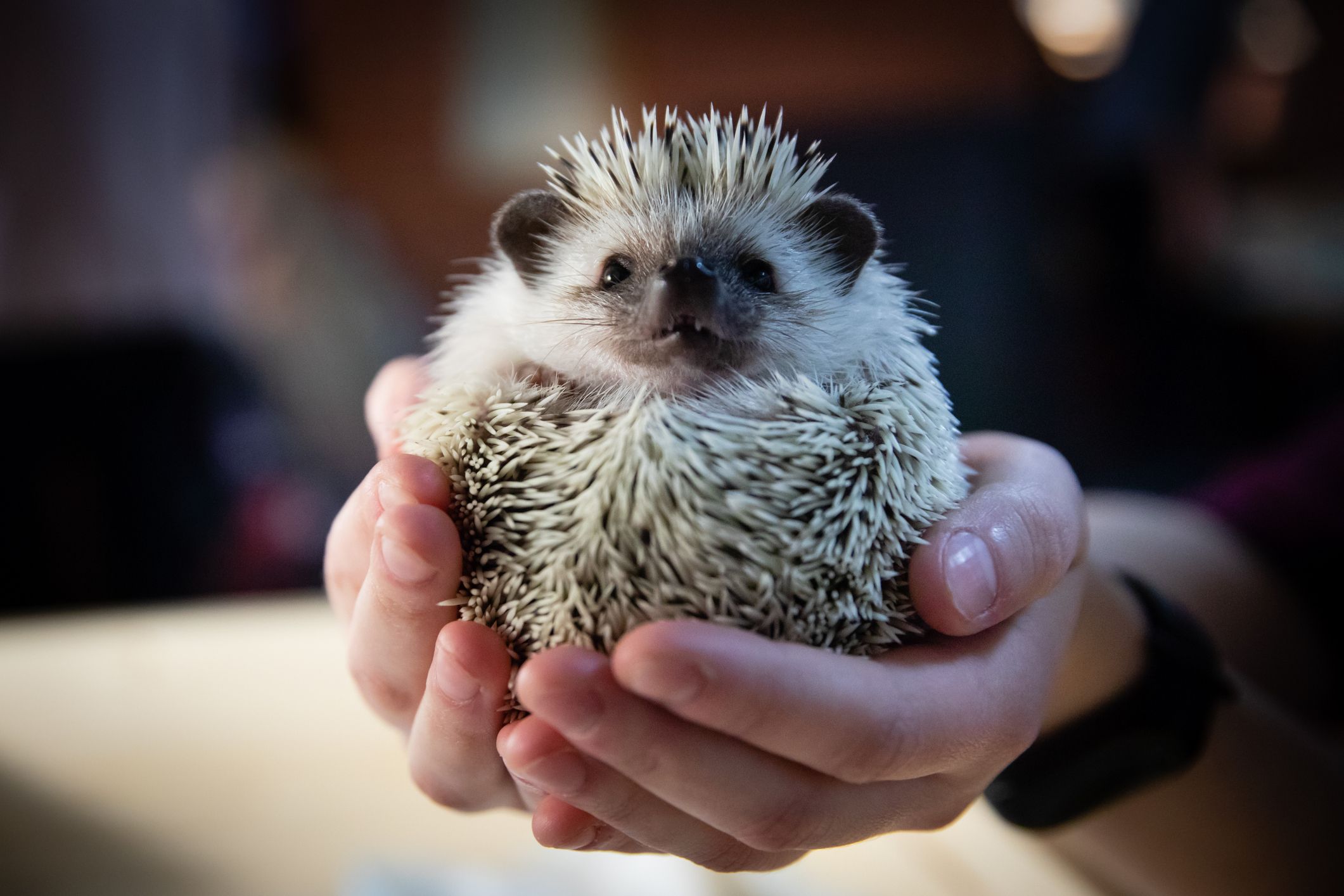 Always wash your hands thoroughly after handling a hedgehog.