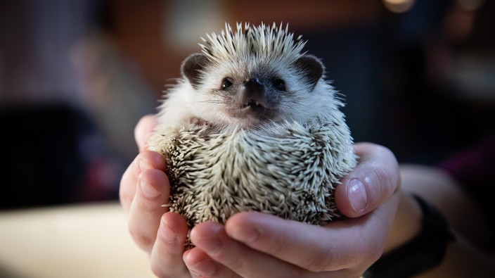 Salmonella outbreak linked to pet hedgehogs