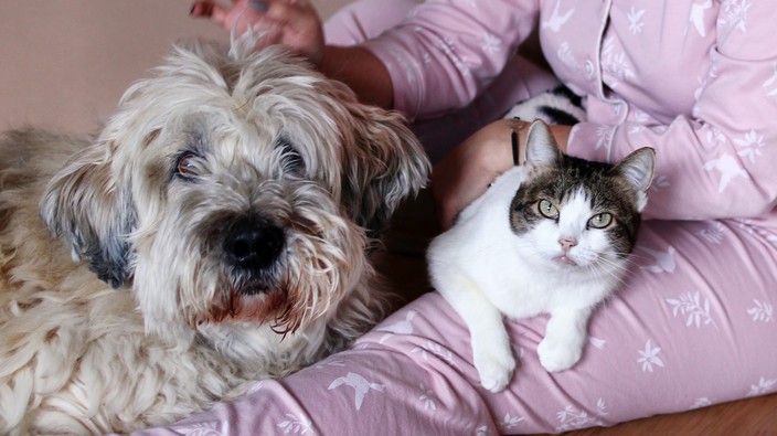 Dear Dr. Jones: Can my cat or dog make me sick?