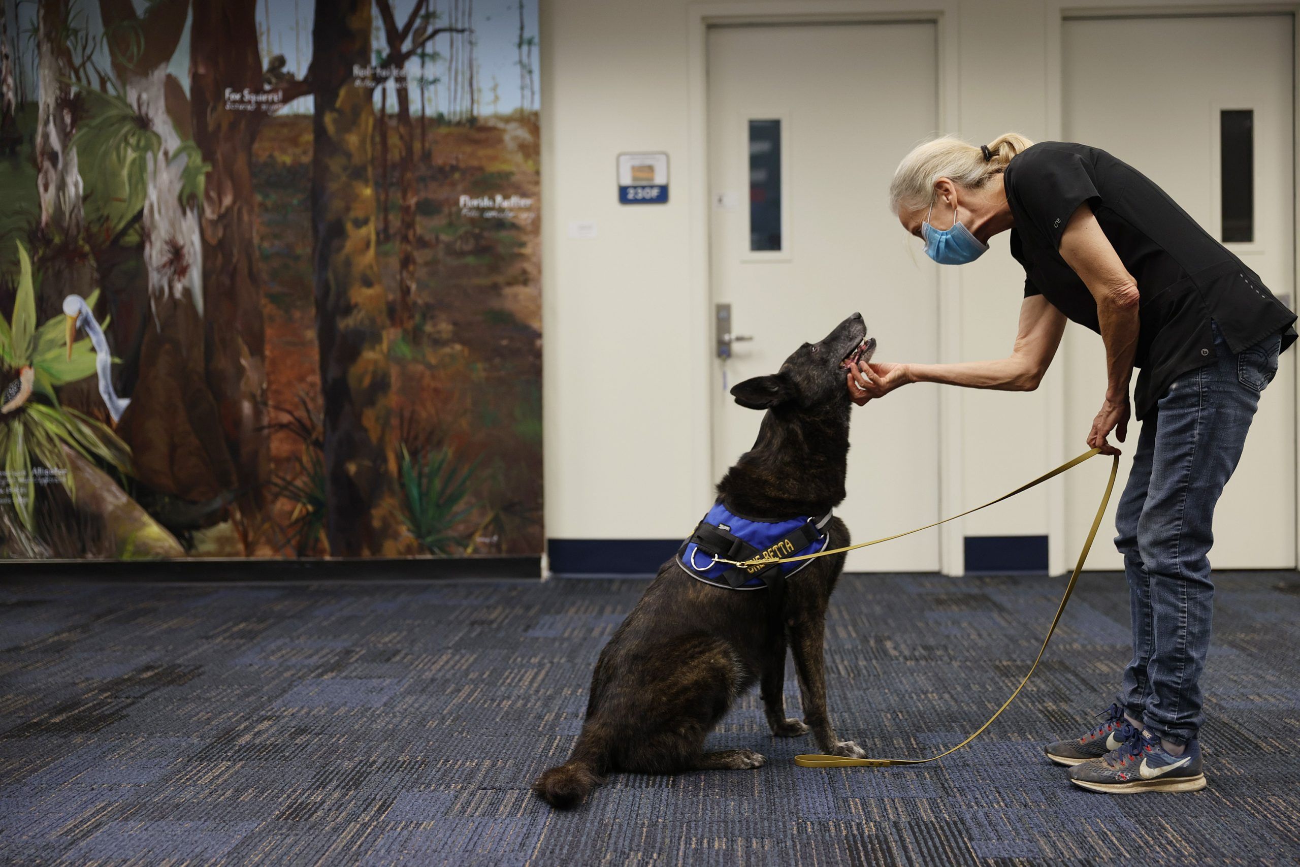  kelley hall works with one-betta, a covid-19 sniffing dutch shepard, in a library on the florida international university campus on january 27, 2021 in miami, florida.