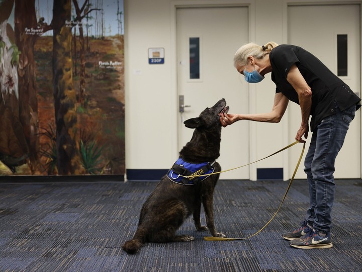 Kelley Hall works with One-Betta, a COVID-19 sniffing Dutch Shepard, in a library on the Florida International University campus on January 27, 2021 in Miami, Florida.