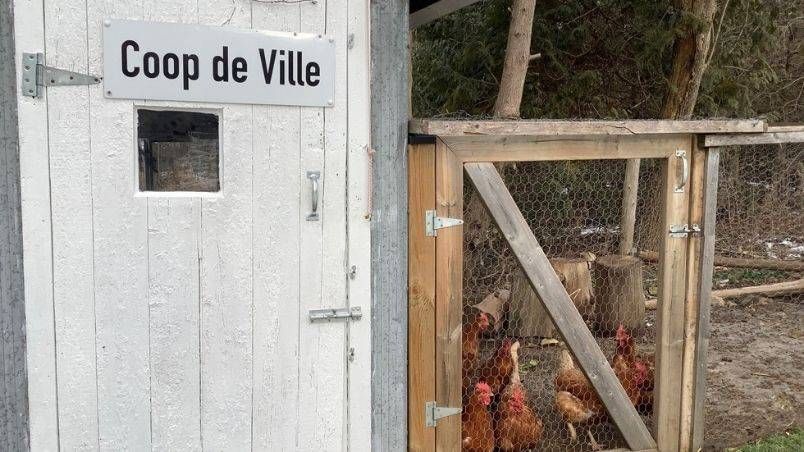 Michael Schultz's chicken coop outside Toronto.