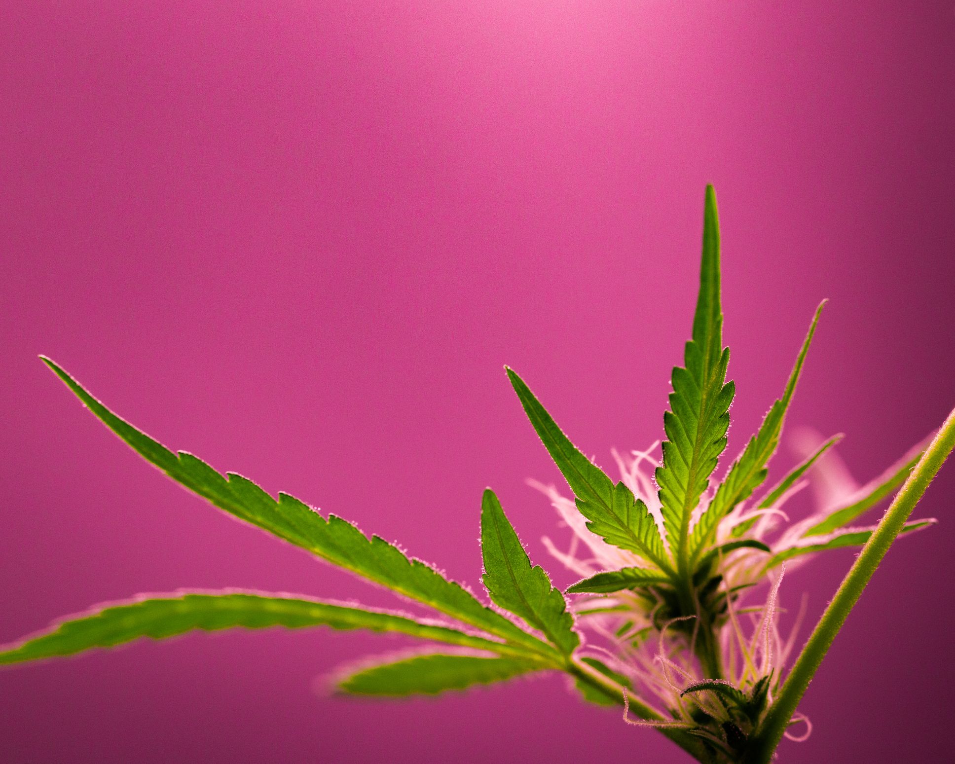A file photo of a cannabis plant.