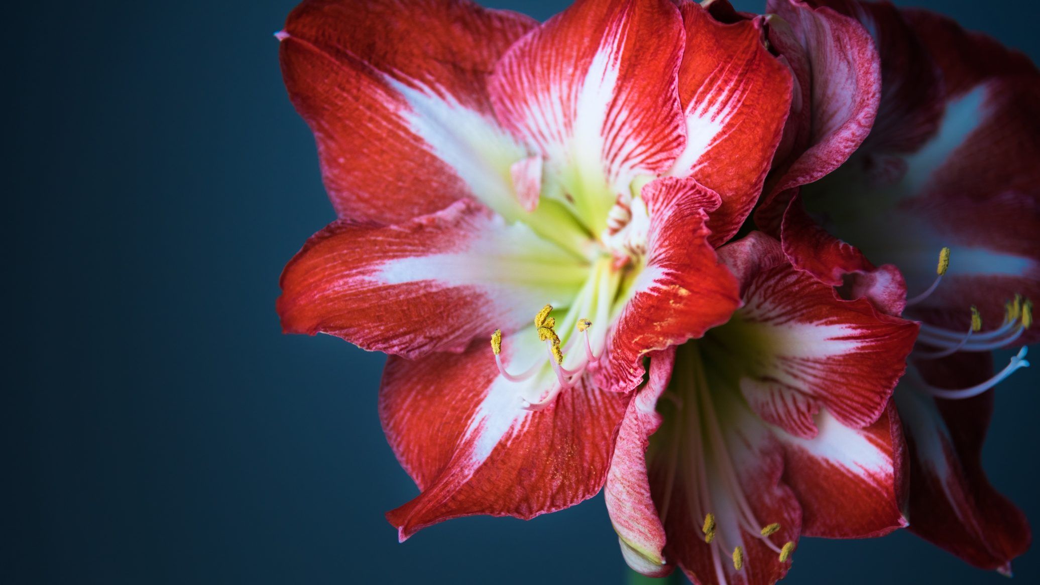 The Amaryllis is the signature flower of the Huntington Society of Canada.