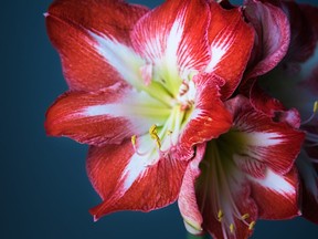 Amaryllis flower Huntington Society