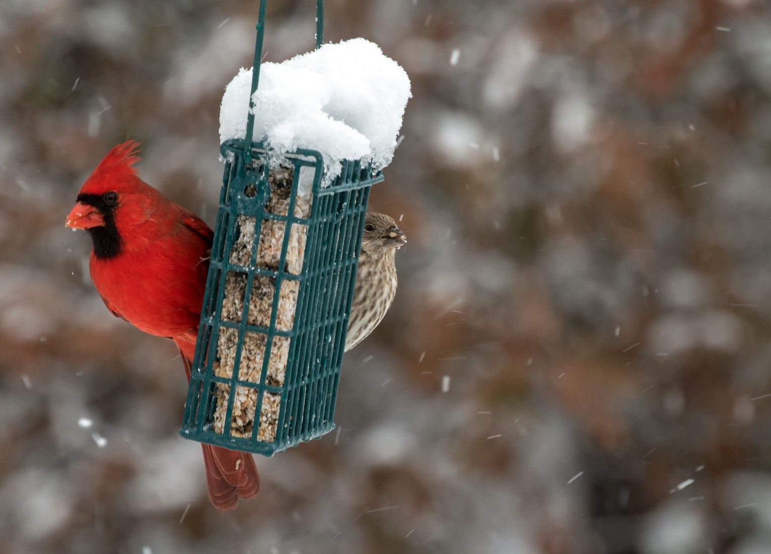 How to attract birds to your winter garden