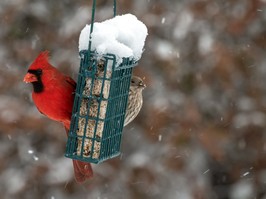 winter garden birds