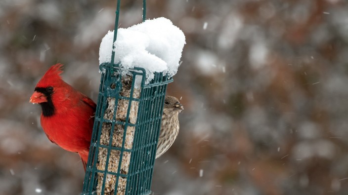 How to attract birds to your winter garden
