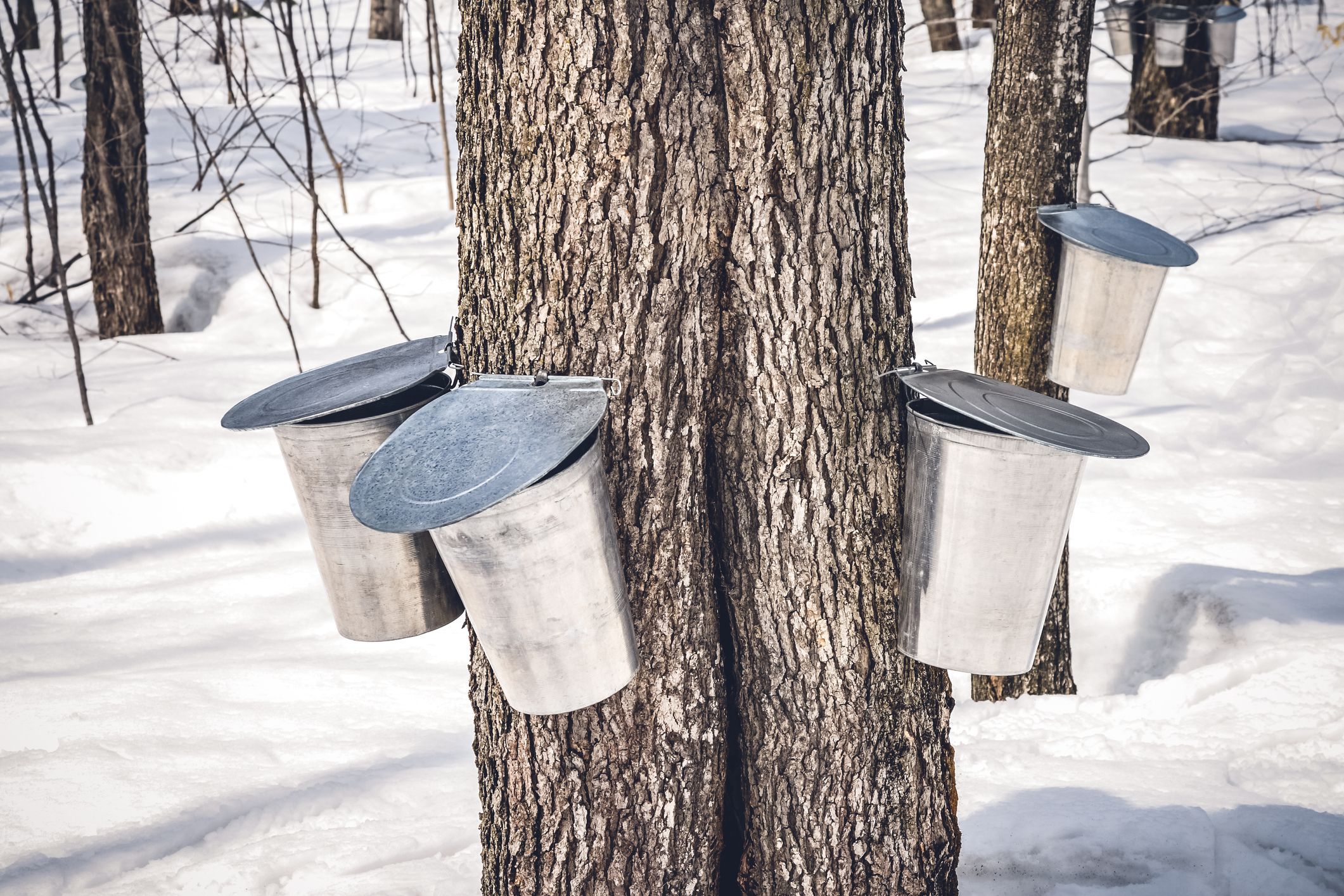 Maple trees with buckets attached to them to collect sap. 