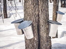 Maple trees with buckets collecting sap in spring