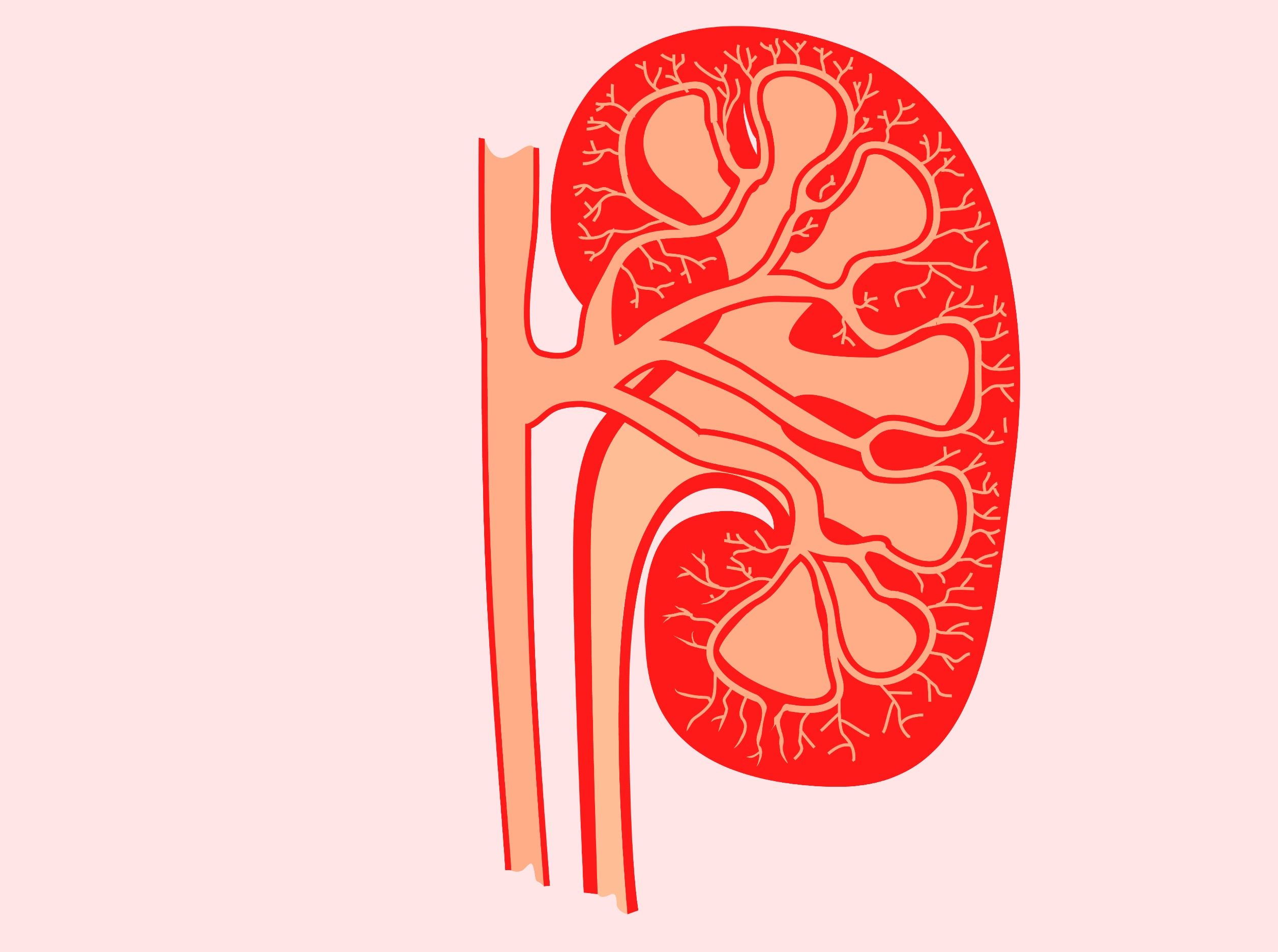 A test may help medical professionals better gauge who is at risk of kidney failure or even death.