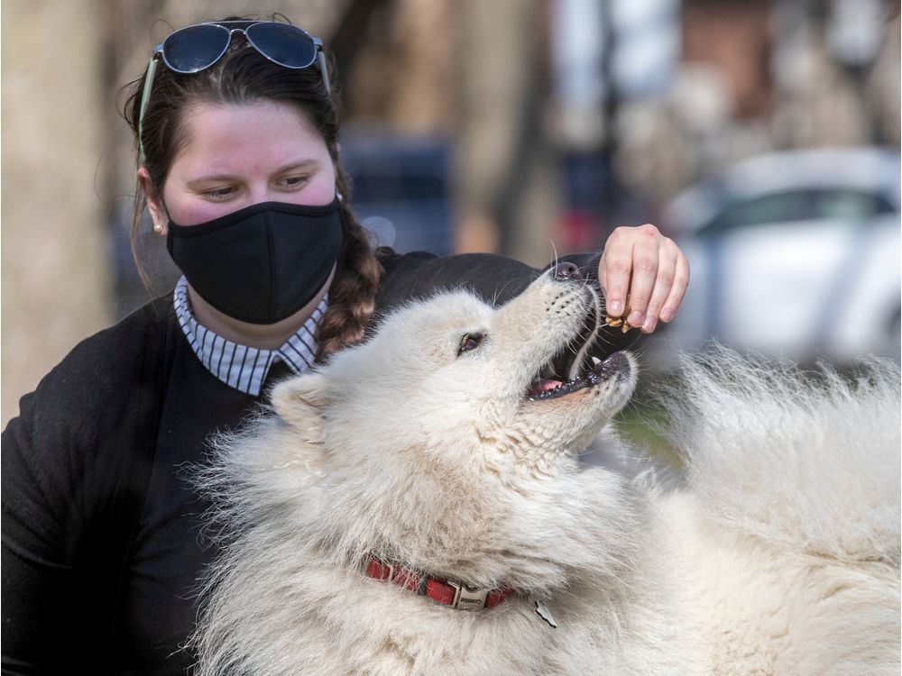 Valérie Proulx's dog Casper, seen in Saint-Paul Park on Monday, caught kennel cough last week and had to be hospitalized.