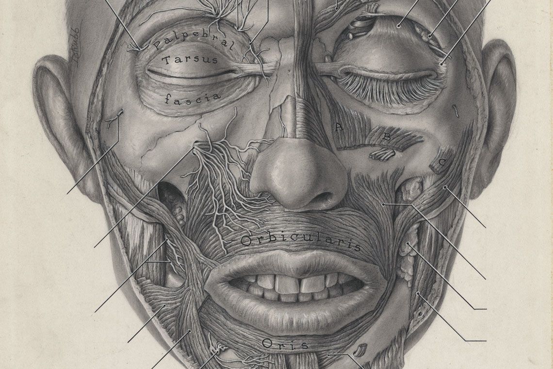 Dorothy Chubb's medical illustration for Grant's Atlas of Anatomy (courtesy of U of T's biomedical communications program)