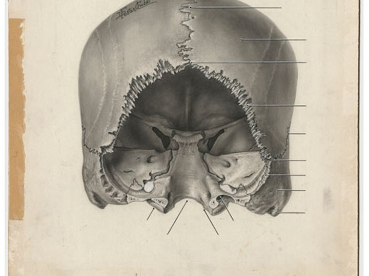  Chubb’s illustration of a skull for the atlas (courtesy of U of T biomedical communications)