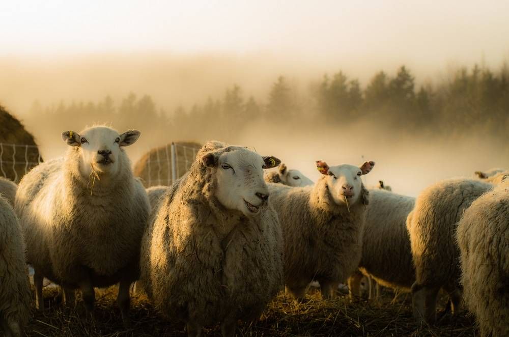 sheep farm PEI