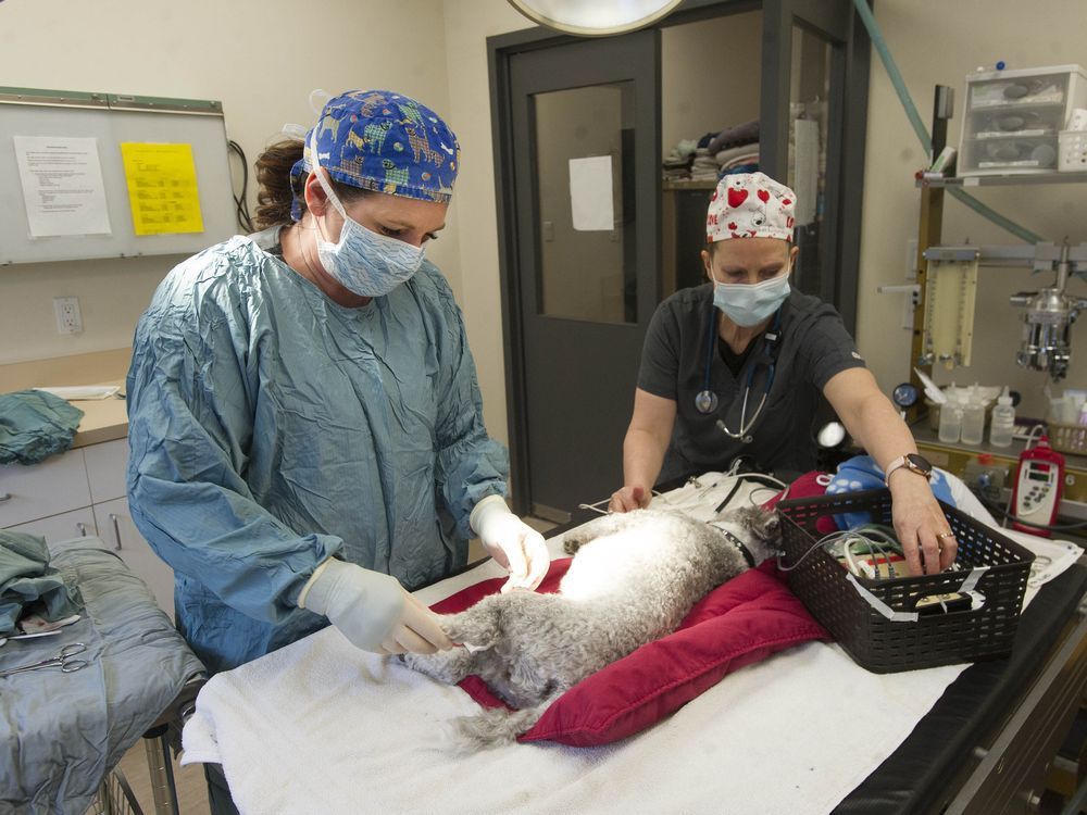 Veterinarian Dr. Paula Bedford (left) and registered veterinarian technician Hilary Treen perform a minor operation on a small dog at the Maple Ridge Veterinary Hospital. Veterinarians such as Dr. Bedford are being overwhelmed treating pets during the COVID-19 pandemic.
