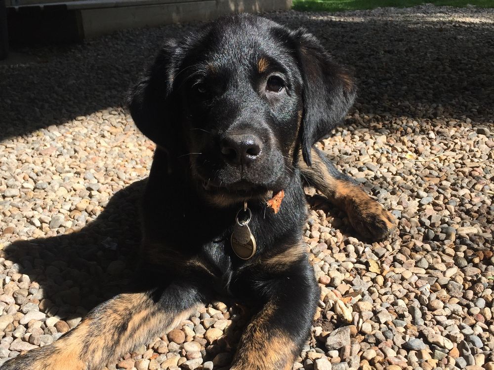 jean menzies and percy have been together for about two months. they’re getting on so well together, the two of them will be graduating from the cnib guide dogs program wednesday. percy is a male black labrador-golden retriever cross with brindle (unusual streaks of colour).