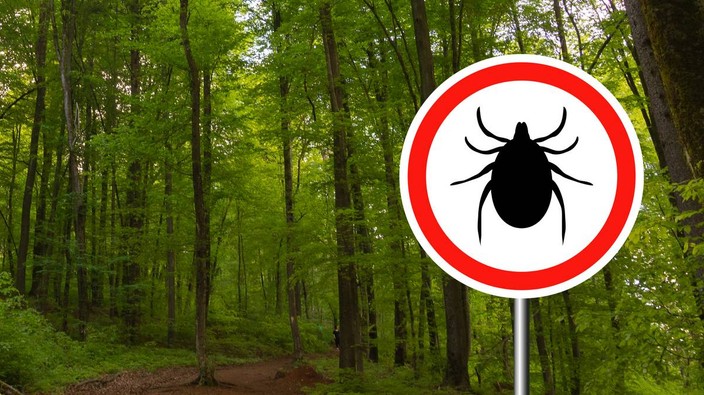 Ticks on humans and facts about tick bites