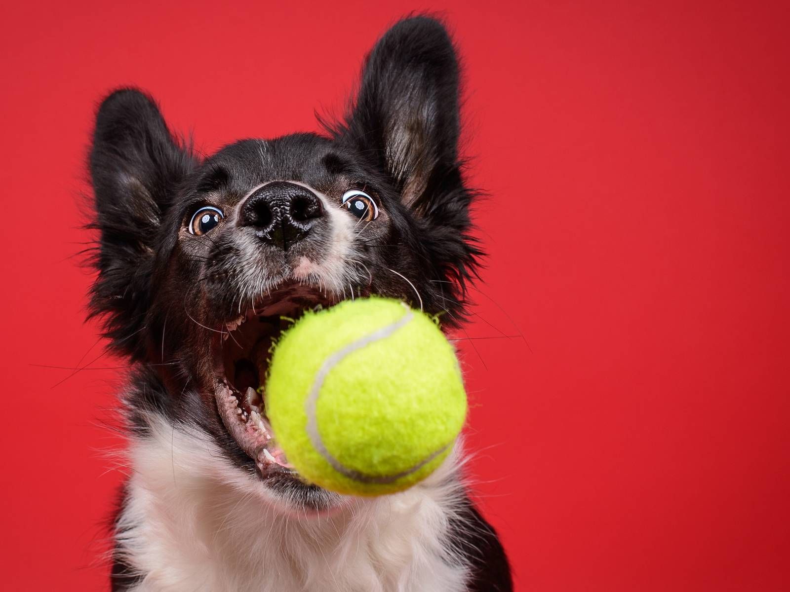 there's been an explosion of dog adoptions since the start of the pandemic.