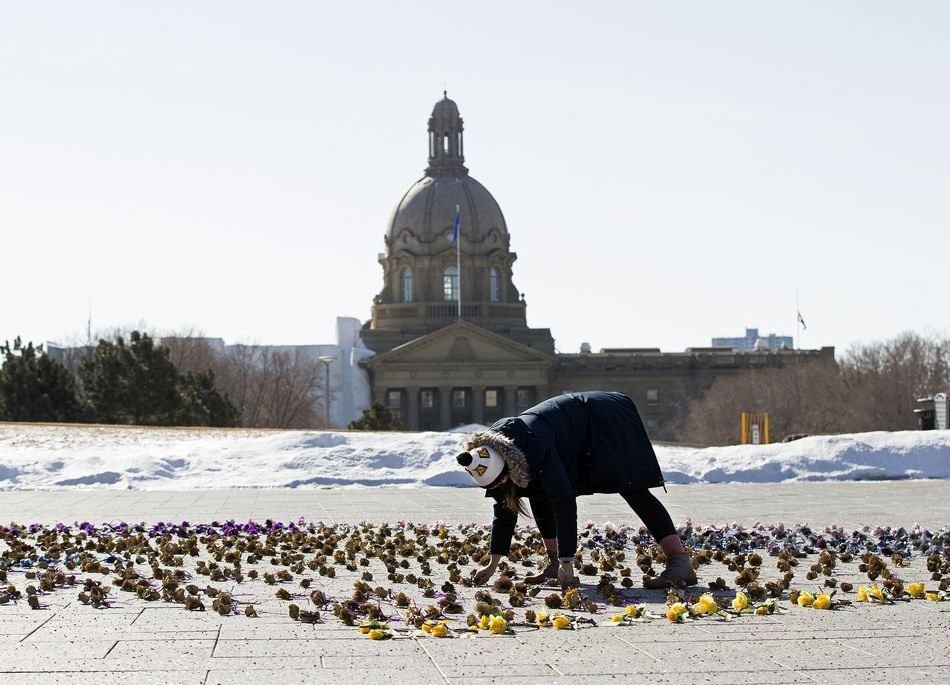 jessica littlewood helps lay roses, one for every albertan lost to covid-19, outside the federal building (violet king henry plaza), in edmonton thursday march 11, 2021. community groups gathered at the alberta legislature grounds thursday as part of the national day of observance for the nearly 2,000 albertans who have lost their lives to the covid-19 pandemic. 810 of those deaths were here in edmonton.