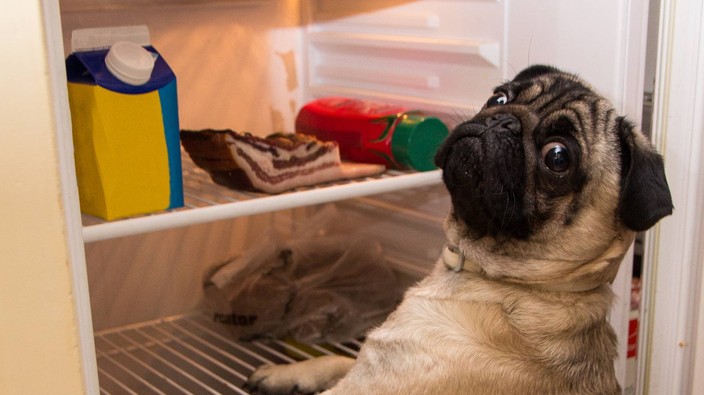 10 foods dogs can't eat