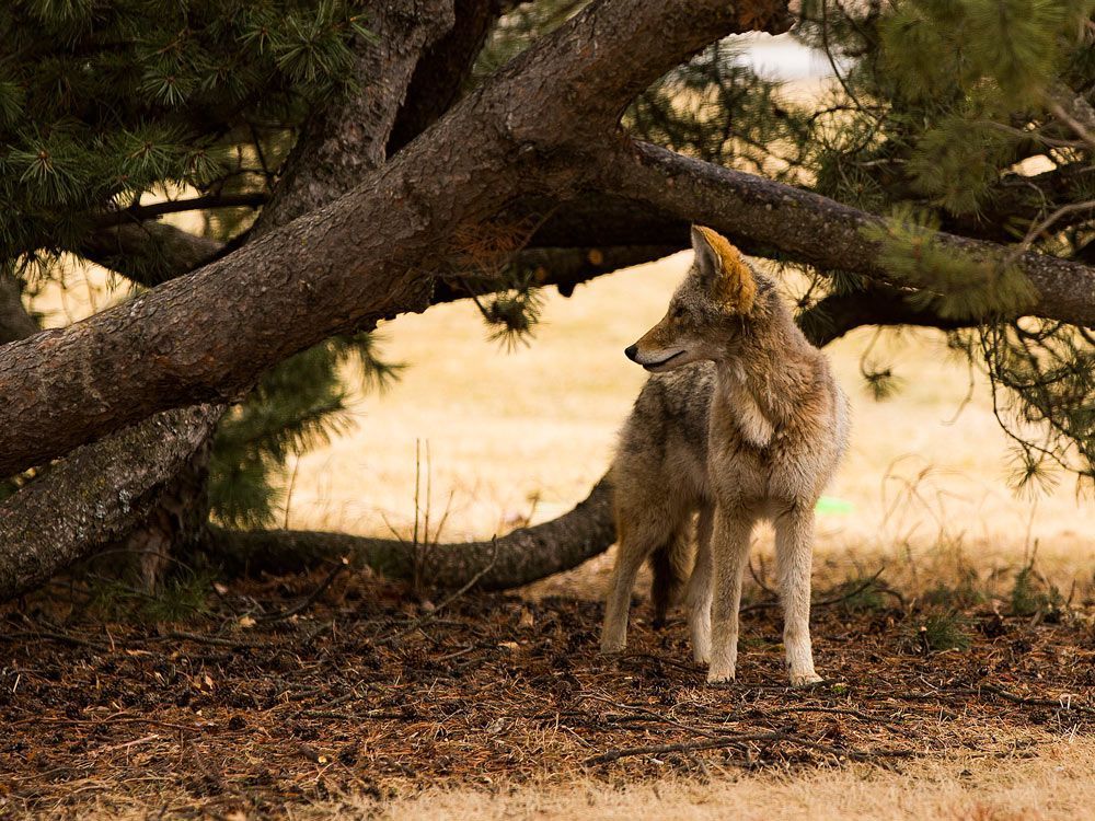 a coyote makes it way along edmonton's strathearn crescent on march 28, 2021.